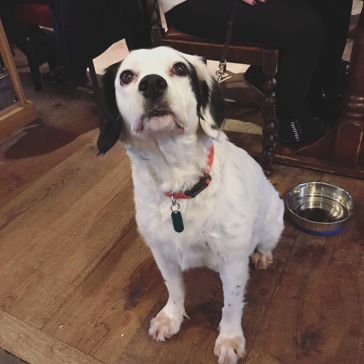 The wonderful Jess came to visit us the other day 🐶 #dogfriendly #cute  #dogs #pub