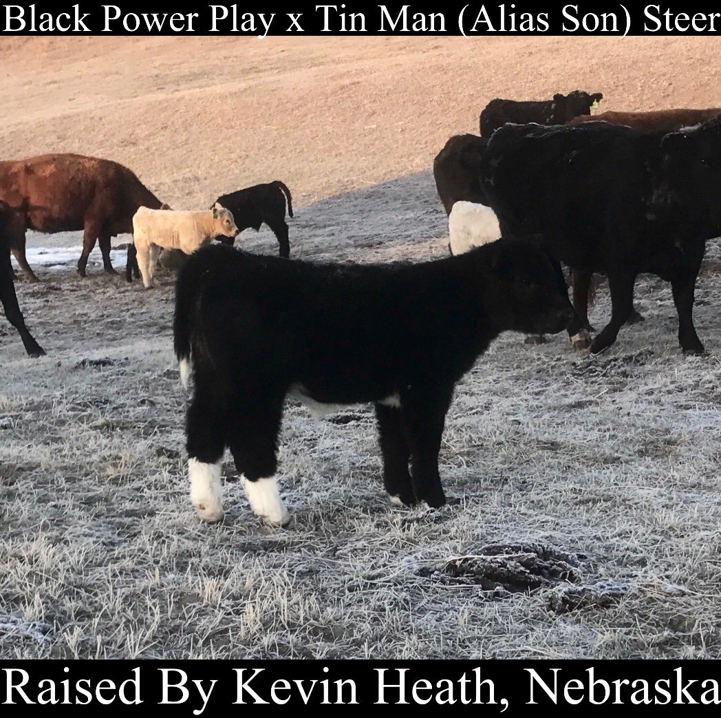 mattlautner's tweet photo. Pasture 2 Purple For Kevin Heath Black Power Play x Tin Man Steer @ 2018 AKSARBEN Livestock Show In Grand Island, Nebraska #SpringTimePic #FallPic 
-
Grand Prospect Steer
AKSARBEN Livestock Show
Shown By Allison Heath
Raised By Kevin Heath
Sired By Black Power Play 
#BreedLautner https://t.co/hHGiUHZNgS