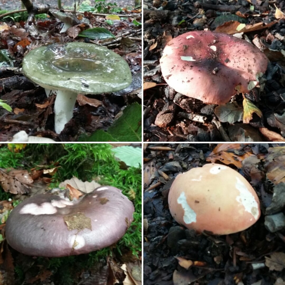 Mushroamer's tweet photo. Russula are not common in central Cambridge but it seems that the Lake District has them by the bag full. @ukfungusday https://t.co/YvgAdXFhqz