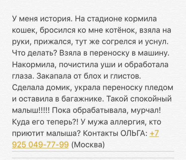IshyDom's tweet photo. Москва! Кому пушистое счастье, маленький сиротка, найдёныш ищет новый тёплый дом! Контакты: +7 925 049-77-99 Ольга https://t.co/o4QbW4TdyV