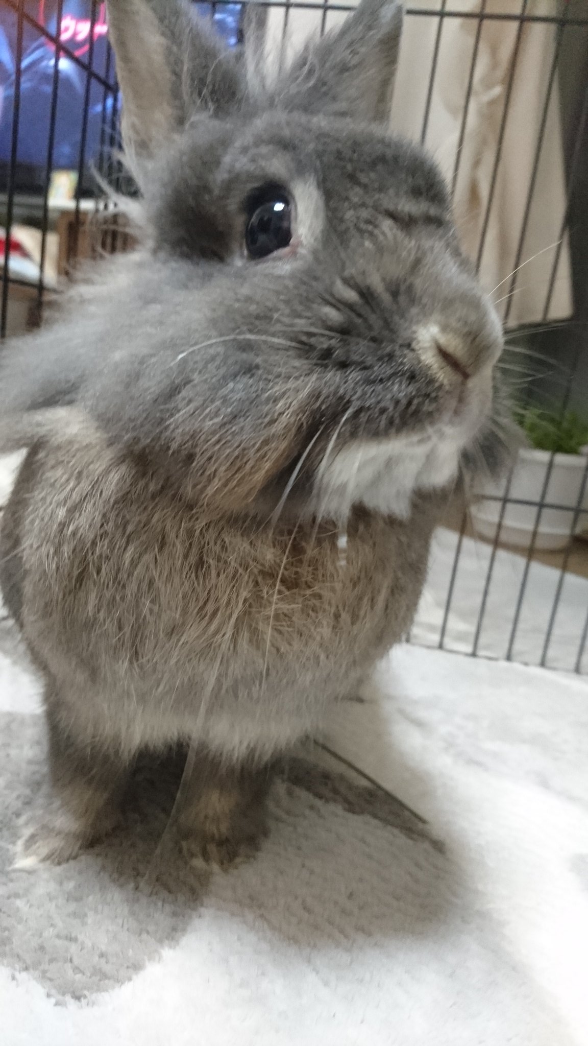 みどりのプーさん Ytet6awcdpcyku4 Twitter