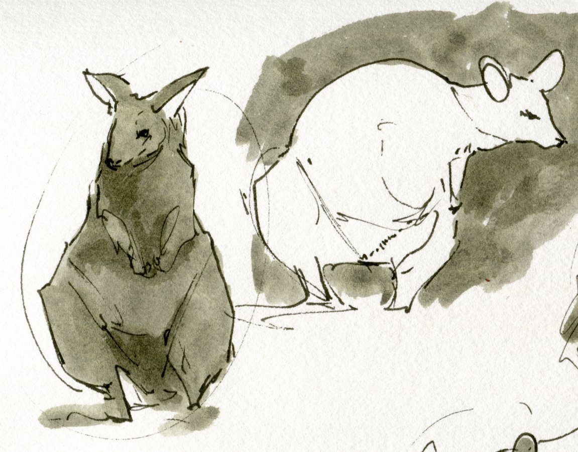 Some sketches from the zoo yesterday, zoomed in for dramatic effect- parma wallaby, bat-eared fox, and rhinoceros hornbill (very gestural because they! hop!!) 