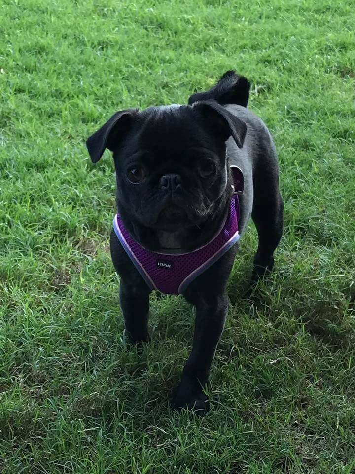 DFWPugRescue's tweet photo. Hi everyone!  I’m Minnie Moo, and I want to invite everyone to Pug-O-Ween on Sunday, October 21, from noon ‘til 4pm at the Grapevine Convention Center.  I’ll be working the kissing booth! 😘 #pugkisses
#dfwprc #nopugleftbehind #pugoween2018
https://t.co/CnK2CMqEnJ https://t.co/YdqjZvJiow