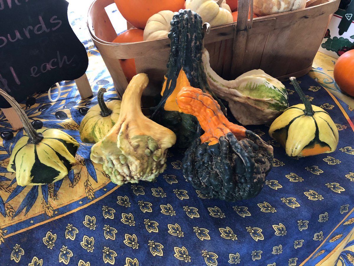 Great fall gourds <a href="/BrickWorksMkt/">BrickWorksMarket </a> <a href="/WithrowMarket/">Withrow Market</a> today