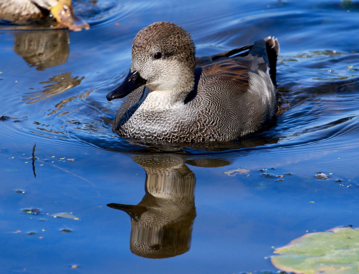 MamaBiohazard's tweet photo. Handsome Gadwall on Juanita Bay, Lake Washington. https://t.co/ZSbqdcNufG