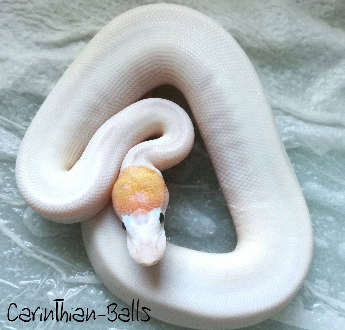 CarinthianBalls's tweet photo. Abzugeben
1.0 Coral glow Spider Piebald Nz18
#ballpython #pythonregius #ballpythonmorph #spider #coralglow #piebald https://t.co/7dNMUDASAl
