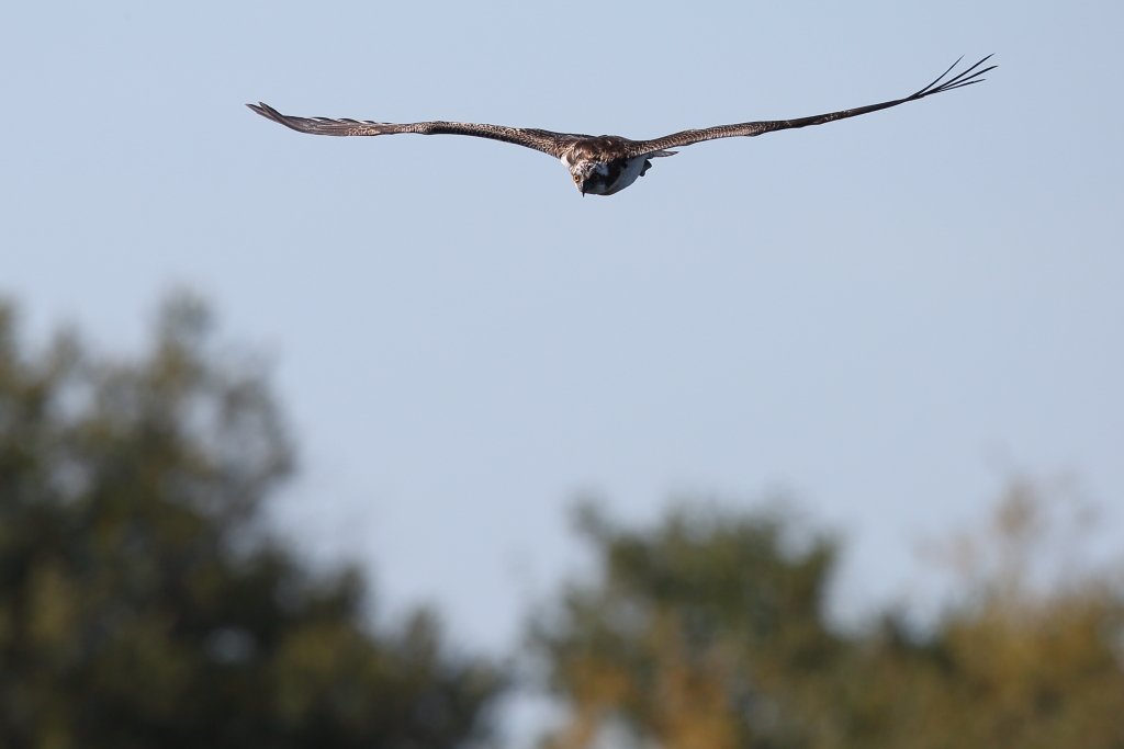 RT @robinmmorrison: Unbelievable close views of a juvenile Osprey @SomersetWT #Westhay this morning in the most perfect light. Never though I would be so close to one of these magnificent birds on the #Somerset Levels. @wildlife_uk @RSPBSouthWest