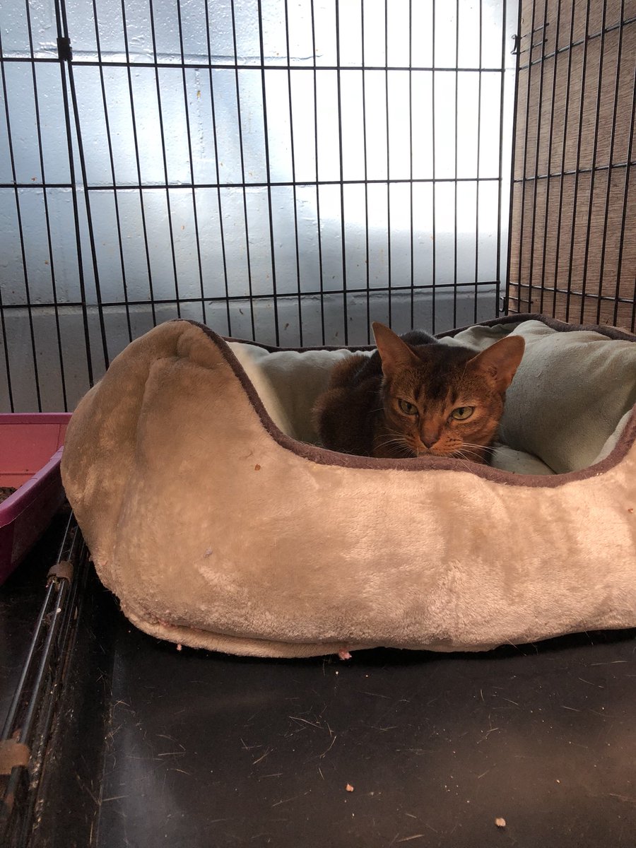 caro's tweet photo. This is Jezebel. She’s here because she cornered her owner in their apartment and the cops were called on her. Naughty kitty! https://t.co/qb2kon9W7A