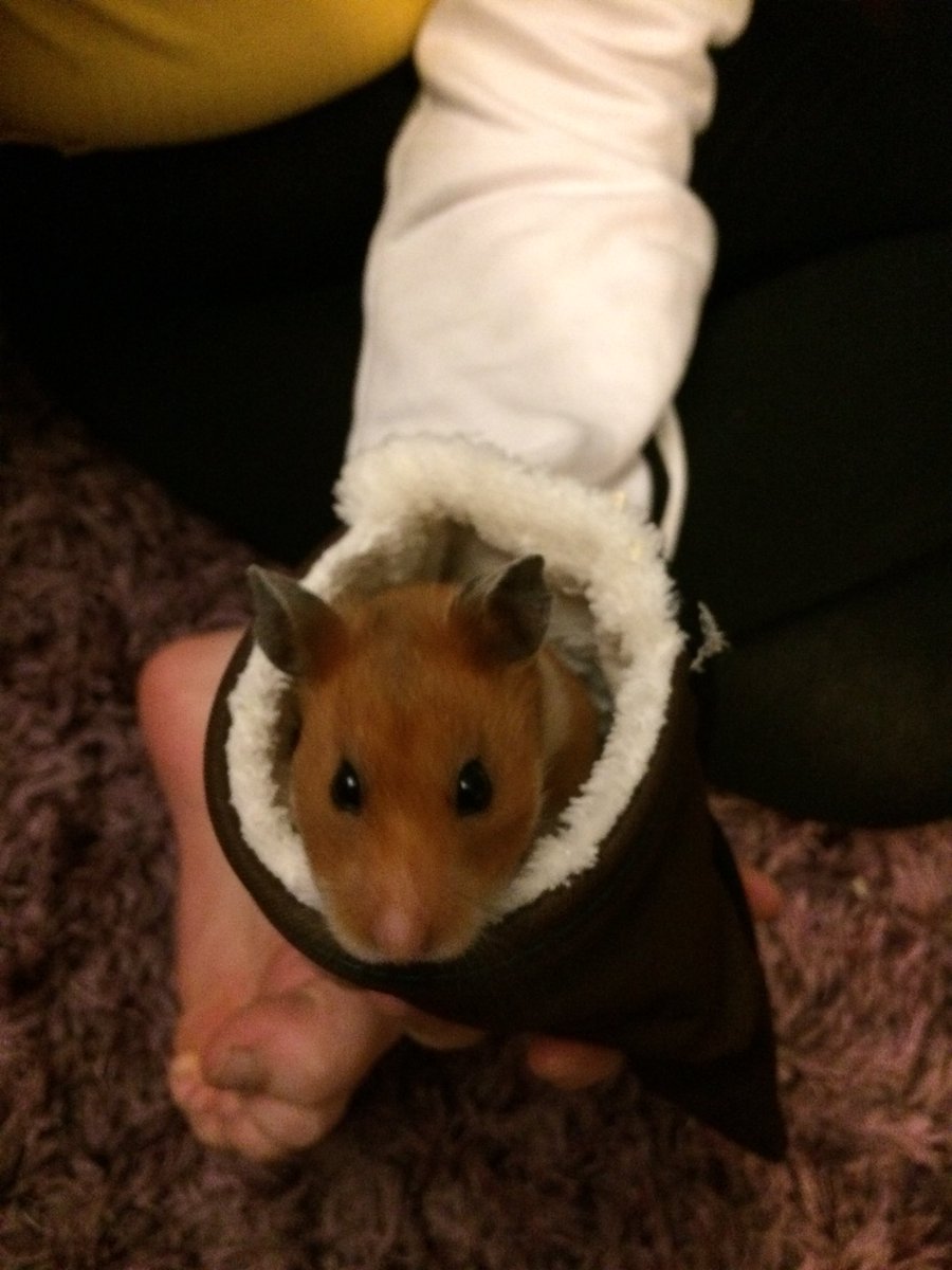 hamstercarrot's tweet photo. Peekaboo 🐹🐹 https://t.co/oflGV4XdXE