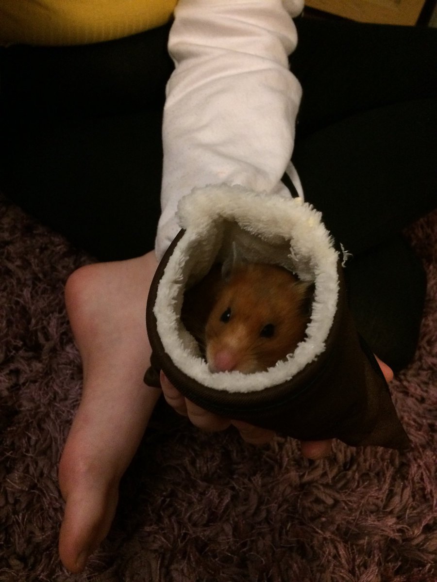 hamstercarrot's tweet photo. Peekaboo 🐹🐹 https://t.co/oflGV4XdXE
