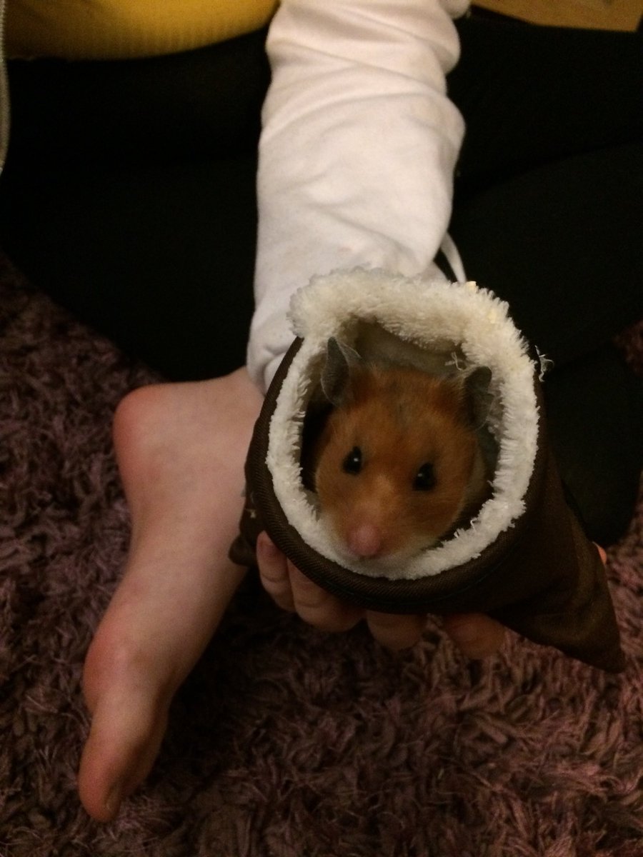 hamstercarrot's tweet photo. Peekaboo 🐹🐹 https://t.co/oflGV4XdXE