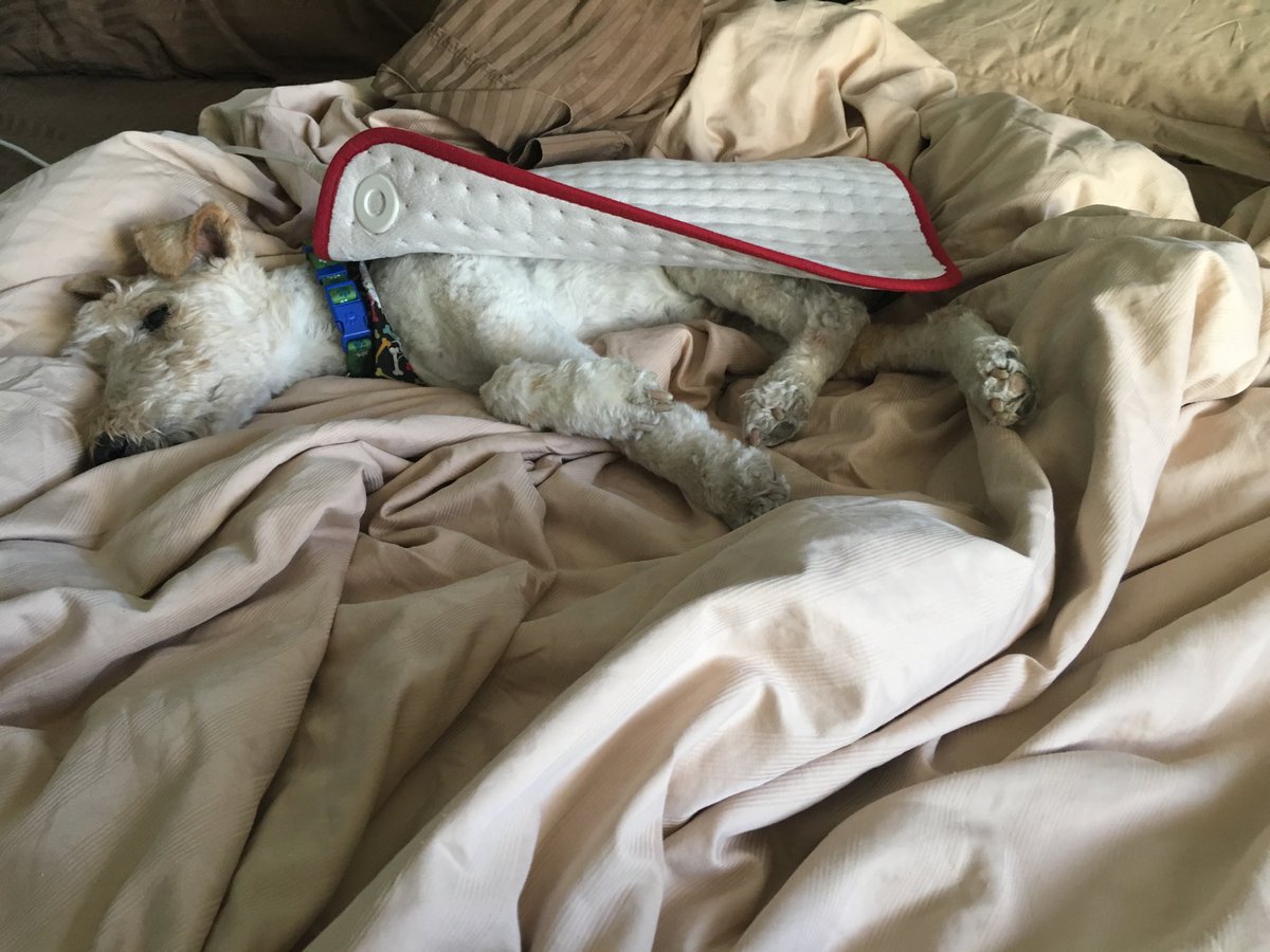 DrScherf's tweet image. Old ⁦@WireFoxTerriers⁩ likes a nice heating pad in the morning.