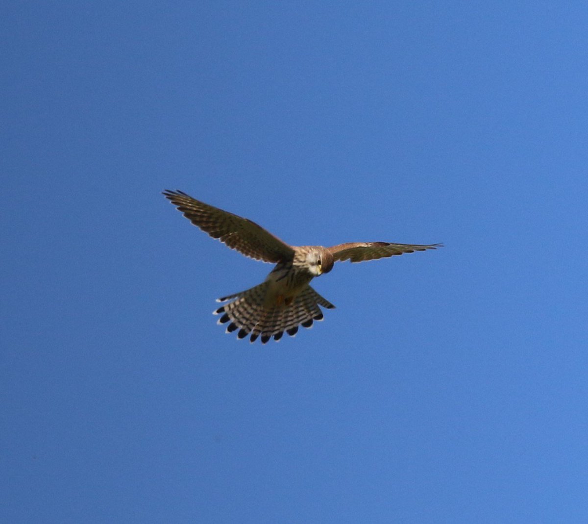 RT @LizWalk1: Beautiful bird on a beautiful day #kestrel over #Steyning bowl. @FeathersBirding @wildlife_uk @worthingbirding @birdsofprey_uk @wildlife_birds @WildlifeInTheUK @BBCSpringwatch @SussexWildlife @Britnatureguide