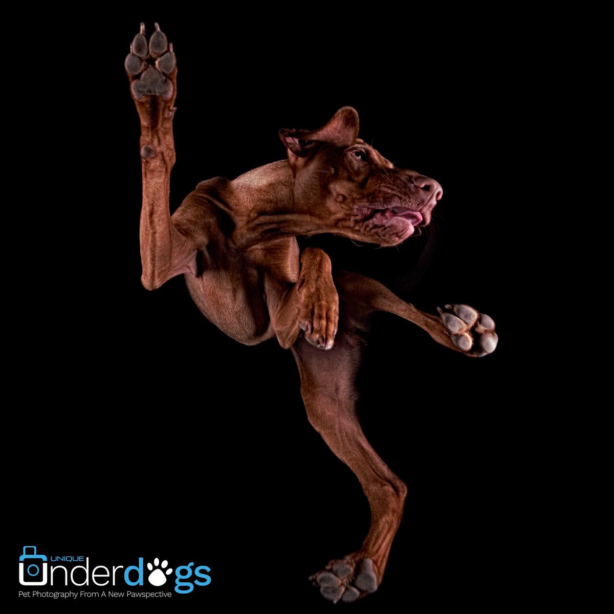 Rumble_21's tweet photo. Just got Finn’s photos back from the UniqueCapture studio and we think they are awesome so thought we should share a few of them. Thanks Chris King, great job mate 🐶🐾🐾
#uniqueunderdogs https://t.co/UpPwk5S9BF