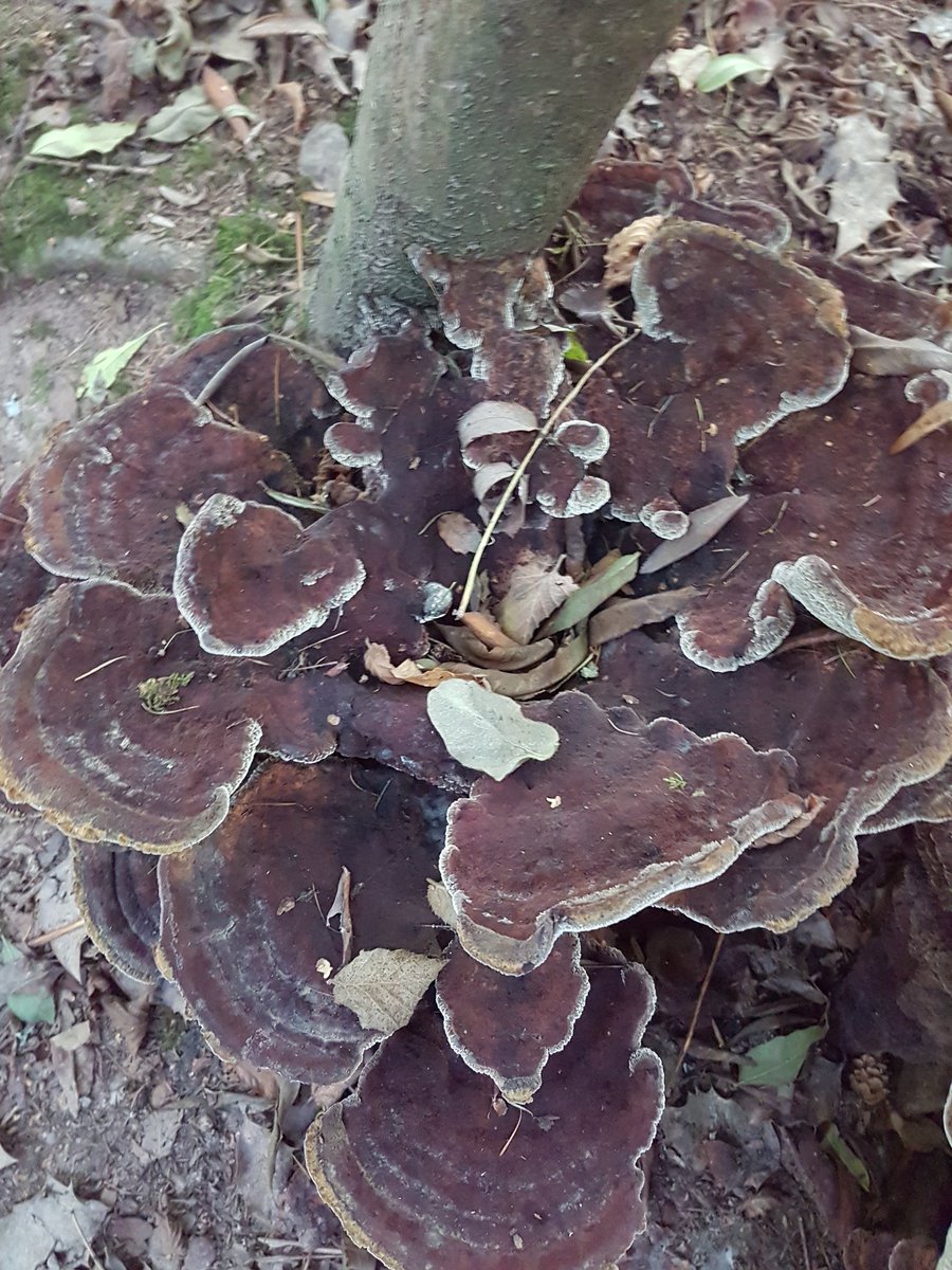 I love that fungi season is here! @BritishFungi #fungi