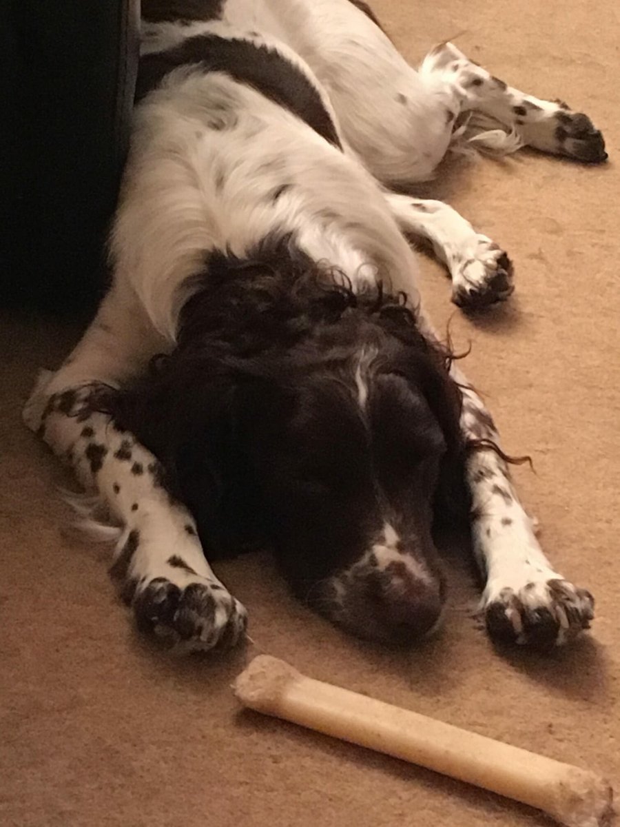 Please RT far and wide!! STOLEN from South York’s Game Fair TODAY Spaniel Dog. Snatched and made escape in White Ford Connect Van reg same/similar to YN53 YDT @DoglostUK <a href="/Kirkbourne/">KIRKBOURNE   GUNDOGS</a> @North_shootshow <a href="/ShootingTimes/">Shooting Times</a> <a href="/SouthYorksGF/">SYorks Shooting Show</a> <a href="/CountrymansW/">The Countryman's Weekly</a>  #stolenspaniel
