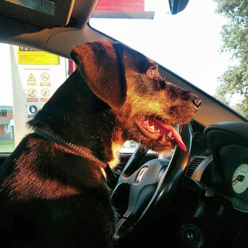Honda's tweet photo. We are feeling the love from all the pictures you sent of your furry co-pilots for #NationalDogWeek. Thank you for sharing all the cuteness. 🐶🐾 https://t.co/qzfZdedjrb