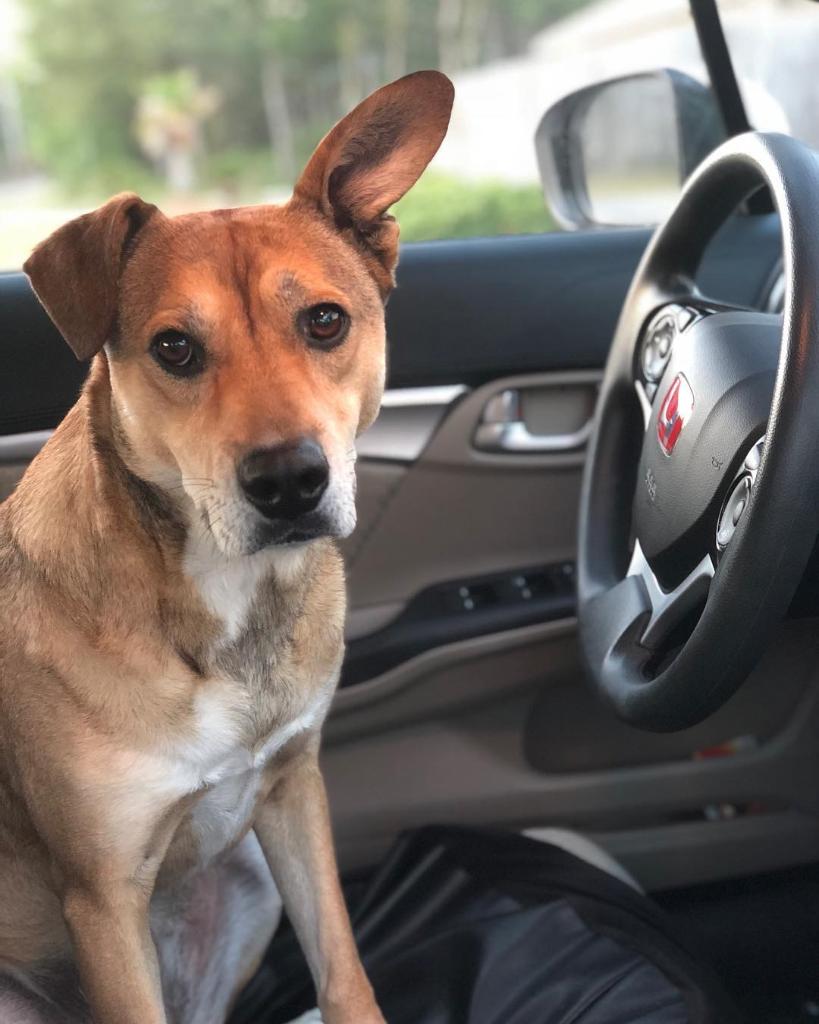 Honda's tweet photo. We are feeling the love from all the pictures you sent of your furry co-pilots for #NationalDogWeek. Thank you for sharing all the cuteness. 🐶🐾 https://t.co/qzfZdedjrb