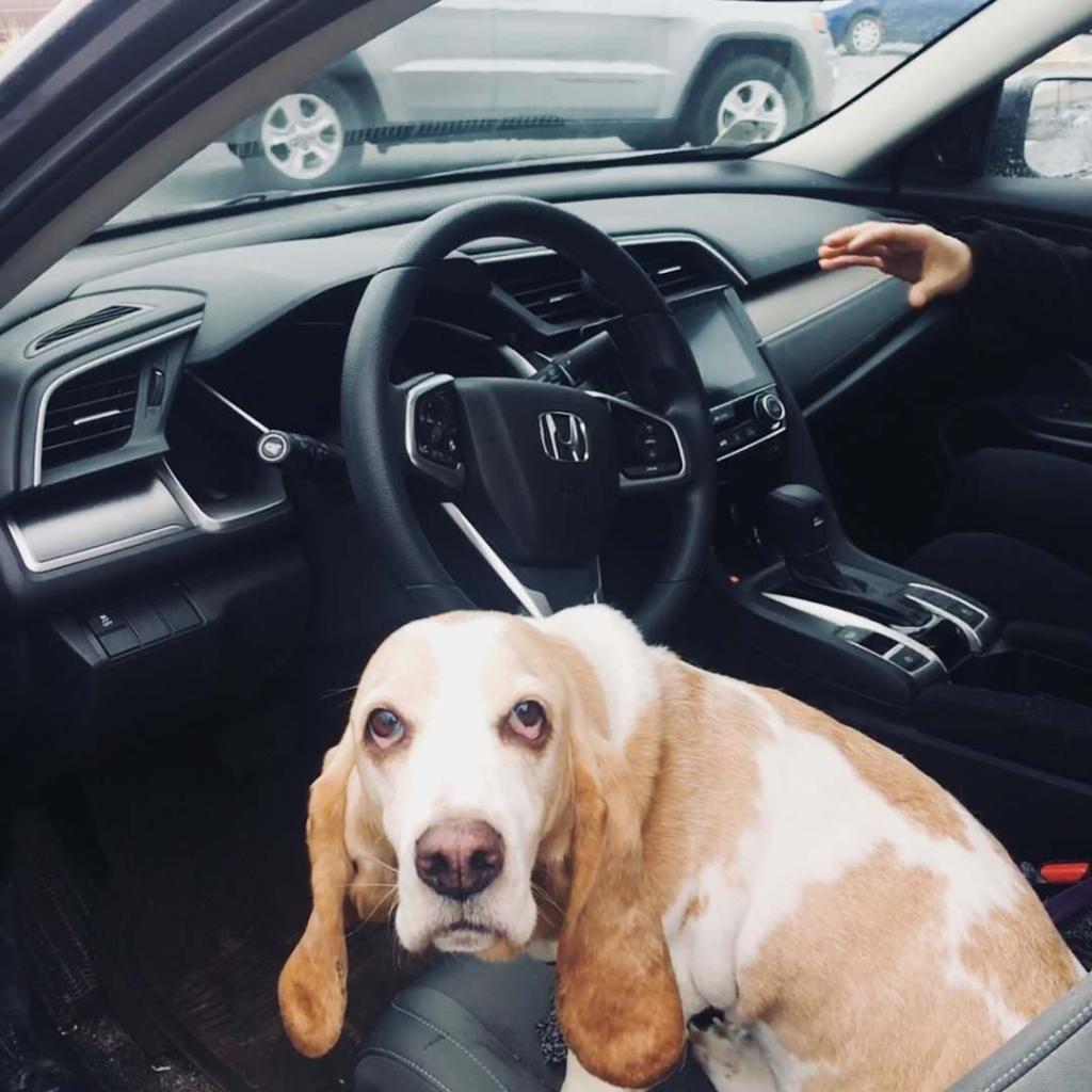 Honda's tweet photo. We are feeling the love from all the pictures you sent of your furry co-pilots for #NationalDogWeek. Thank you for sharing all the cuteness. 🐶🐾 https://t.co/qzfZdedjrb