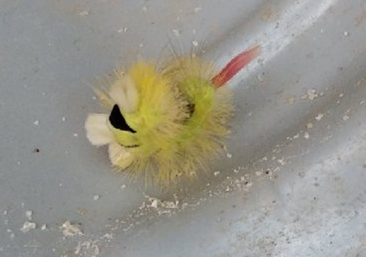 MechthildHa's tweet photo. Qu'est-ce que c'est ? Trouvé dans mon jardin. #Devinette 
Was ist das? In meinem Garten gefunden. #Rätsel
Hva er dette? Funnet i min hage. #Gåte
What is this? Found in my garden. #Riddle
😁😉😊
#LeRelecqKerhuon #Finistère #Bretagne https://t.co/PtYvllOaZZ