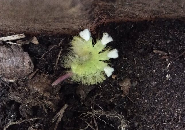 MechthildHa's tweet photo. Qu'est-ce que c'est ? Trouvé dans mon jardin. #Devinette 
Was ist das? In meinem Garten gefunden. #Rätsel
Hva er dette? Funnet i min hage. #Gåte
What is this? Found in my garden. #Riddle
😁😉😊
#LeRelecqKerhuon #Finistère #Bretagne https://t.co/PtYvllOaZZ