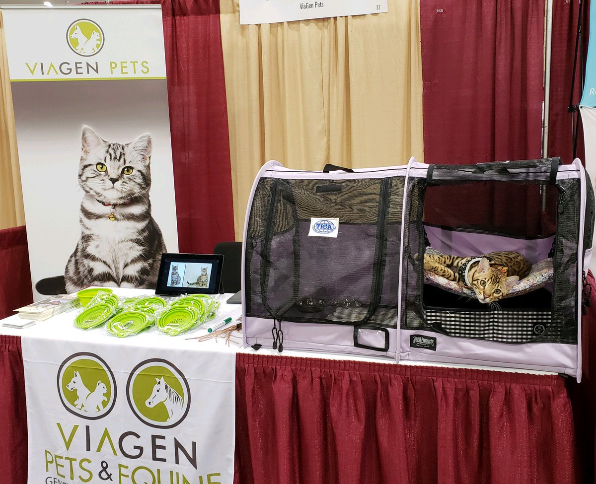 ViaGenPets_'s tweet photo. Come meet Benji @CatVets today at #aafp2018 and learn more about genetic preservation and cloning for your cat. https://t.co/QgItpCxLnd