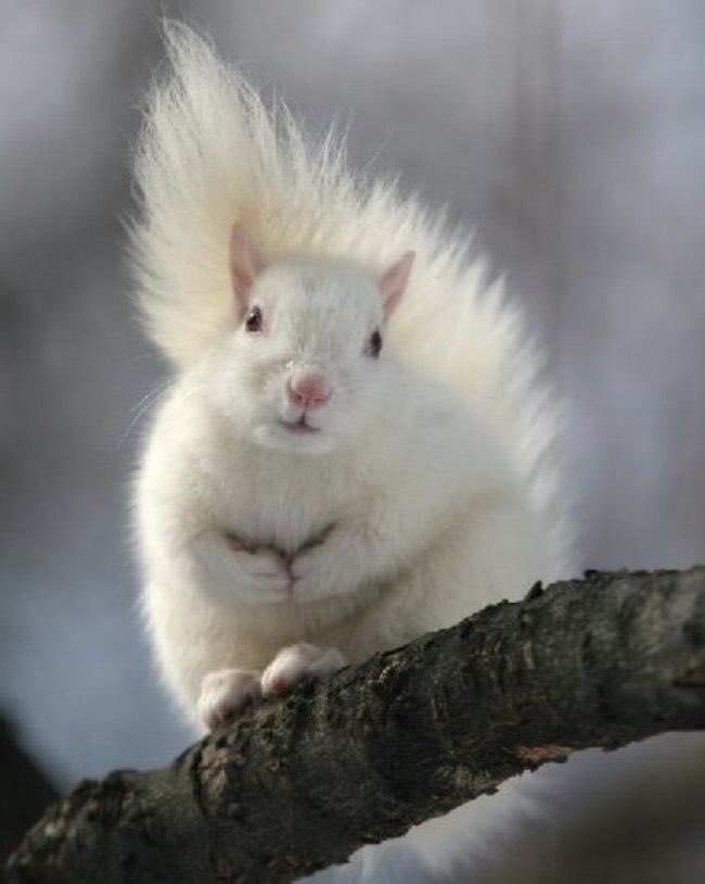 NatalieHopkin2's tweet photo. Chapter 12 Squirrels of Peace
https://t.co/U9lj8uGtFB
#squirena #squernie #squirrelsofpeace #berena https://t.co/HJZDfKxm1P