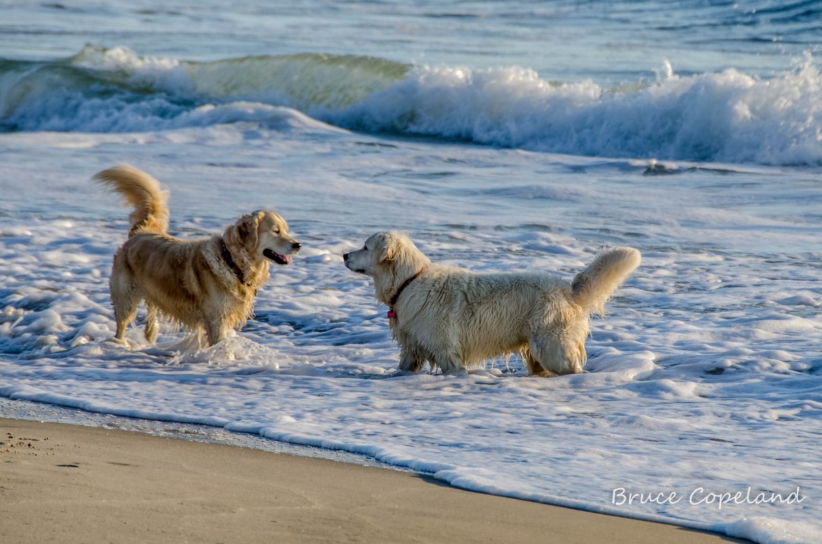 VillageRealty's tweet photo. Village Realty manages over 150 pet friendly homes on the Outer Banks of NC. 
Find yours online at https://t.co/grPxlPjup2 
Toll Free 855.585.8811 https://t.co/lN6ea5FeJi
