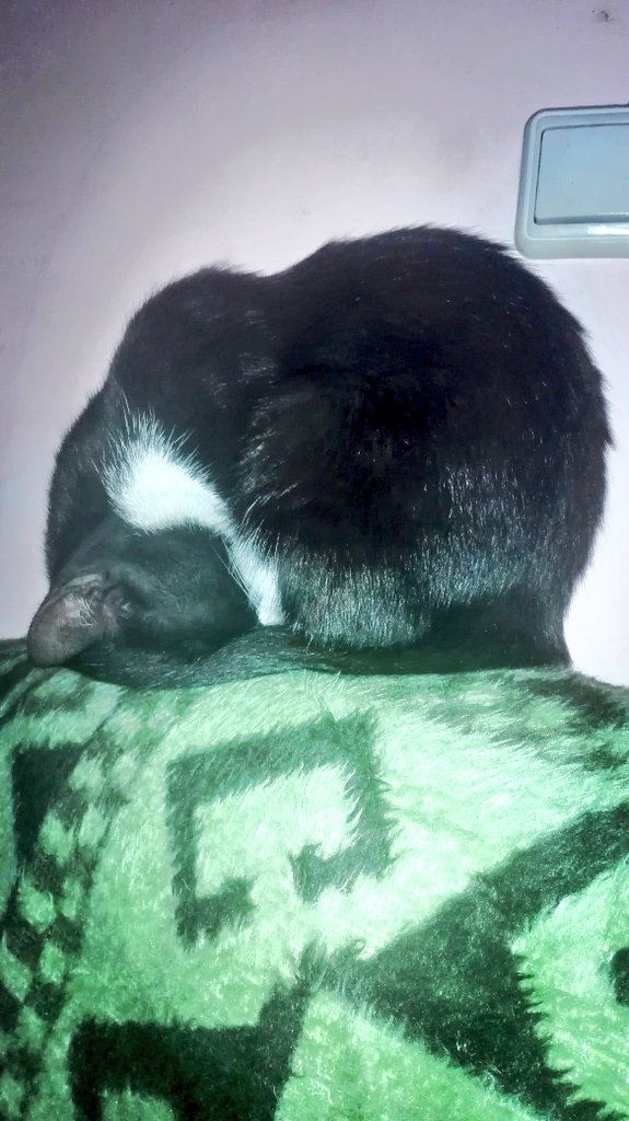 MagdaMswms's tweet image. Kropka śpi zwinięta w kłębek w pionie😎
#mójkot