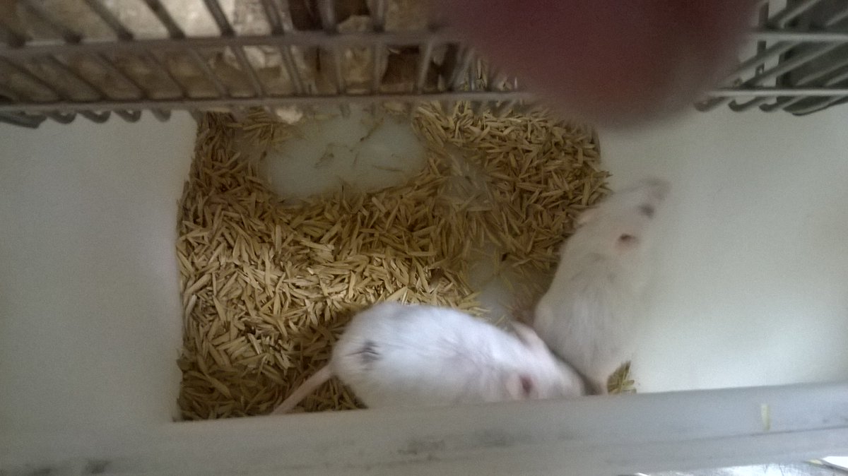 RajpalJasleen's tweet image. life of a biotech student be like 
#labmouse 
#mykindofwork !!
#biotechresearcher