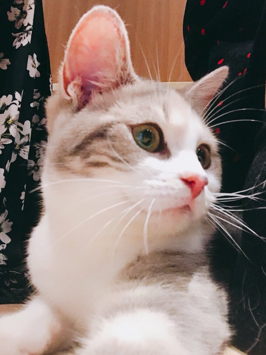 potty_nattsu's tweet photo. とりあえず猫カフェの可愛い猫ちゃんの写真でも見てください(  ¯﹀¯  ) https://t.co/EvsWQvOSRZ