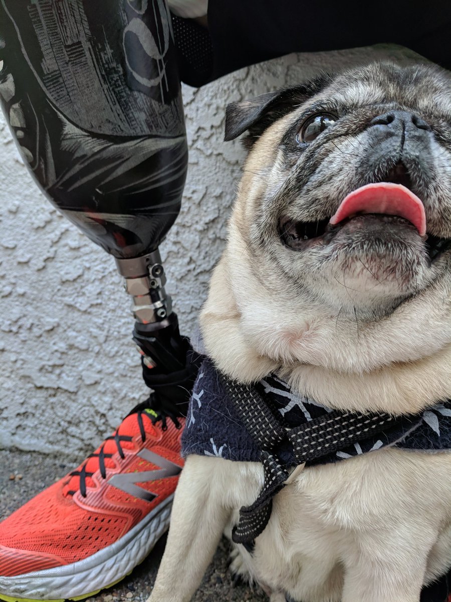 LuisInPalmdale's tweet image. After a #morningpoop #milothepug is ready for the #chelsea #derby #pug donor4luis.com