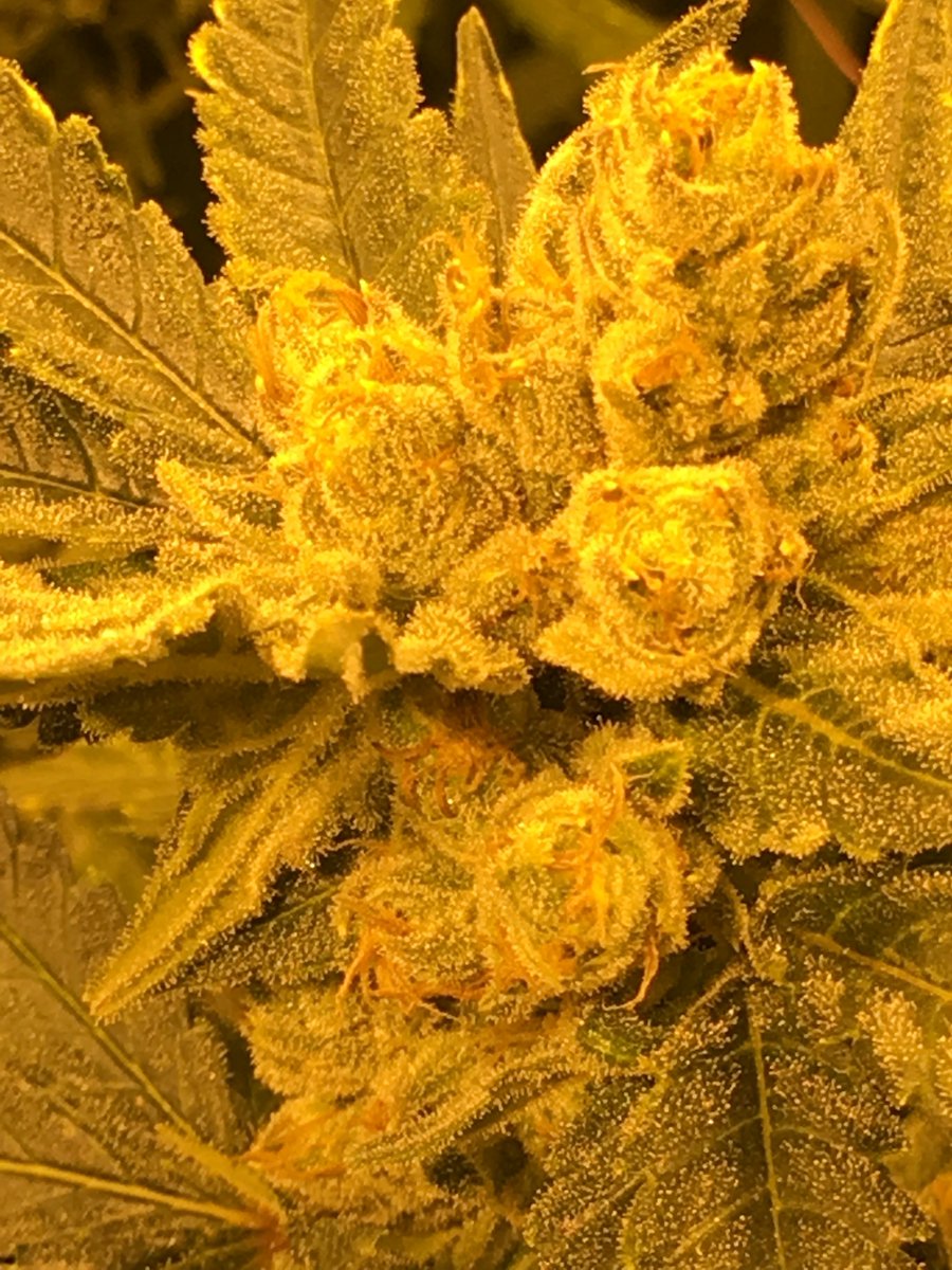 cbdathca's tweet photo. #btcthcusa #weed #thc #cryptoweed #extacts #shatter #co2 #oil #rso #rsooil #wax #vape #vapeweed #vapethc #liverosin #buythc #thcoil #thcoilcartridge #distillate #purethc #clearthc #clearthcdistillate #vapecartridge  #buyvapecarts #marijuana  #cannabis https://t.co/QxdRH5omSa