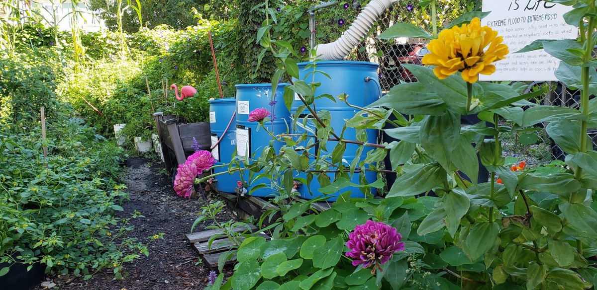 EastieFarm's tweet photo. #ClimatePrepWeek18 at @eastiefarm students learn to cut carbon by turning food waste to soil, deal with excess rain by saving it and recharging groundwater, growing food locally with natural fertilizers and without pesticides, and building strong communities. https://t.co/TRgozzH0uQ