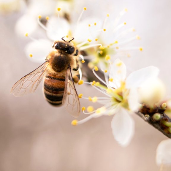PubSciInstitute's tweet photo. Although we might not like bees, but BEEs are essential to our daily life!
What is causing the decline in bees? Will we starve without bees? 
Go visit our Facebook page for answer !
.
.
.
.
.
.
#sciencereveal #fact #sciencefact#publicscienceinstitue #PSI #weeklyfact #bee #savebee https://t.co/m7zdgAmHcA