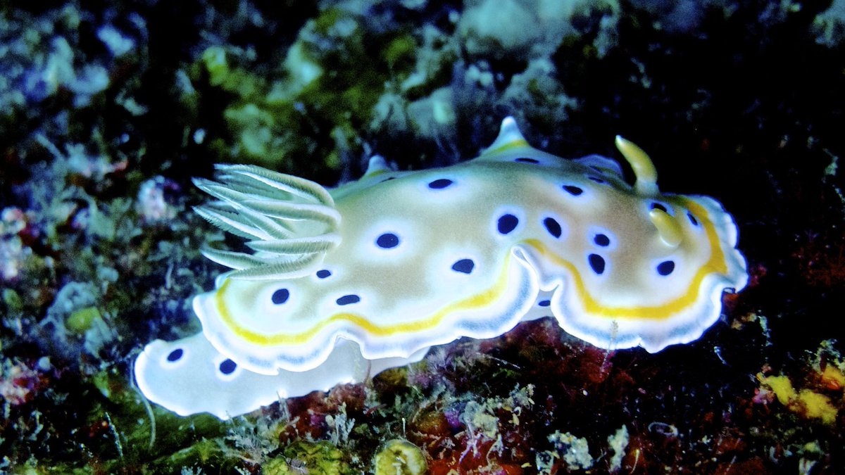 similan_scuba's tweet photo. 17 days to go and time for one of Similan Scuba’s favourite things! This is a nudi branch basically a sea slug 🐌 with style 🤣🤣 so many variations around the #similanislandnationalpark #similanscuba #similanscubakhaolak #nudi #nudibranch #ilovenudis #scuba #macrophotography https://t.co/hbCvu8UxhV