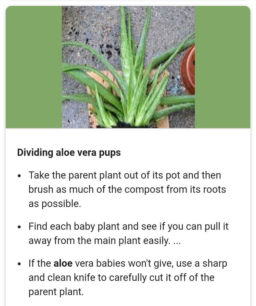 Just learned that baby aloe offshoots are called aloe pups so obviously my day has been made