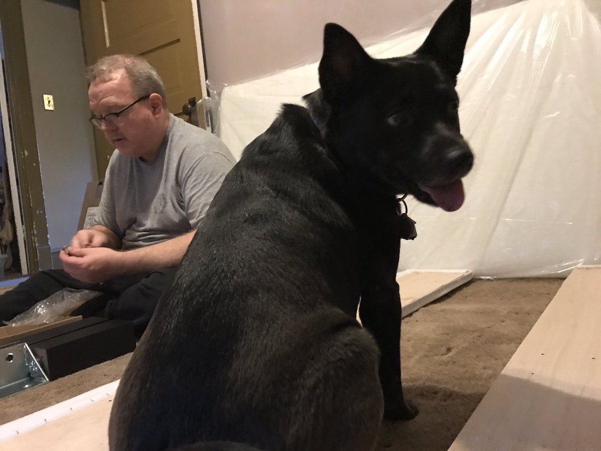 7BirchEnglish's tweet photo. @LehmanTEandSTEM But what would Sadie and Mr. Greenwood do? Honestly, she's trying to sit on our laps while we build this bed. Lucy? Not amused one bit! https://t.co/yc3YmrylAA