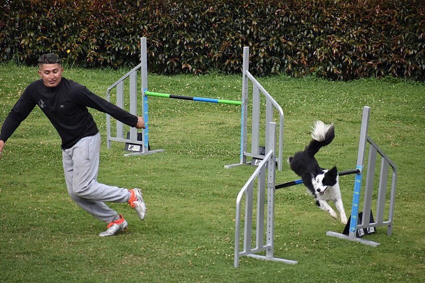 ColombiaAgility's tweet photo. David Leonardo Rodríguez junto a K 🐾 nos representarán en el mundial de Agility en Suecia 🇸🇪 @agilityvm2018
@ELTIEMPO @NoticiasRCN @NoticiasCaracol @ZuluagaCamila @Mascotas_Y_Co @NoticiasUno @Citytv @CMILANOTICIA 
#agilitycolombia #bogota #agility #perros #vamoscolombia https://t.co/yaBYPrcIdg