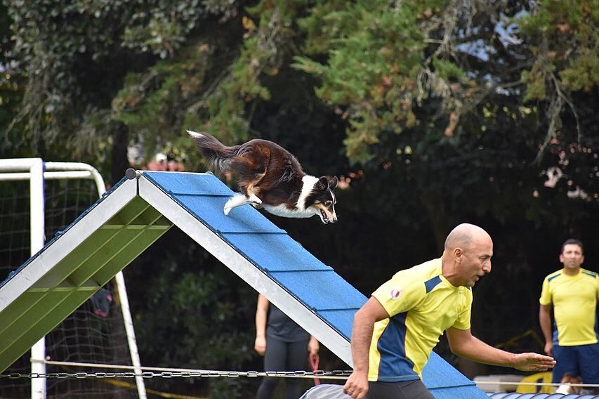 ColombiaAgility's tweet photo. Selección Colombia de Dog Agility🐾 que nos representarán en el mundial de Agility en Suecia 🇸🇪 emprende su viaje @agilityvm2018
@ELTIEMPO @NoticiasRCN @NoticiasCaracol @ZuluagaCamila @Mascotas_Y_Co @NoticiasUno @Citytv @CMILANOTICIA 
#agilitycolombia #agility @elespectador https://t.co/cIJ0VRQvn4