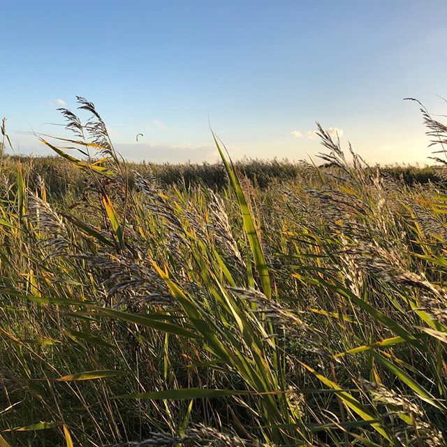bramwientjes's tweet photo. Zonnig in het hoge noorden #lauersoog #grass #gras #bluesky #sunny https://t.co/uYFOMgALwa https://t.co/6CDBMiTX6f