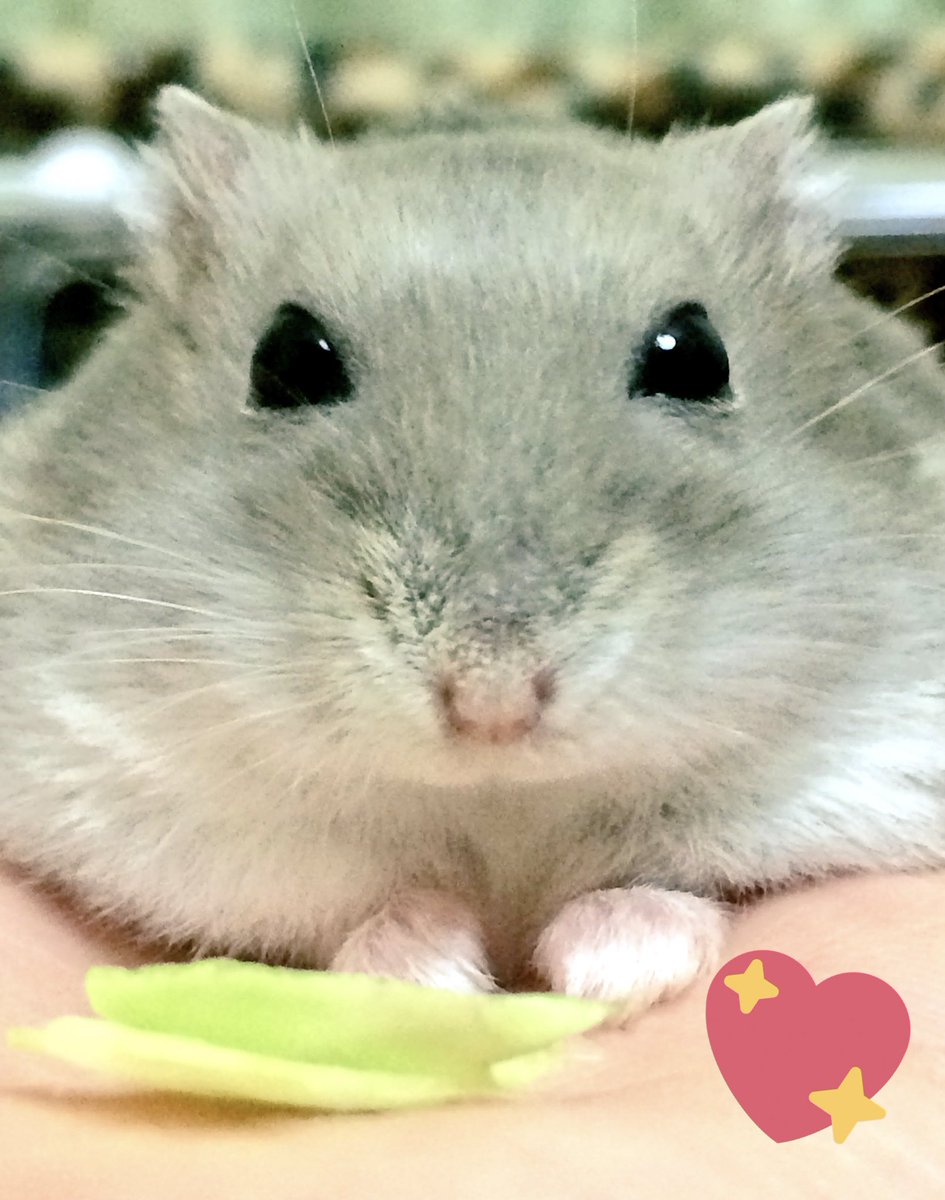 YuuCame's tweet photo. 2018.9.29。

#うーたん🐭が お星様になりました✩⡱

7.19。容態が急変し、もう今日が最期かもしれないと覚悟をする程でした。
それから2ヶ月以上も自由のきかない自力での行動が出来ない身体で���張りました。

変わり果てた身体になっても、元気にご飯を食べる姿が大好きでした。
ありがとう。 https://t.co/PQ6nYhbbdl