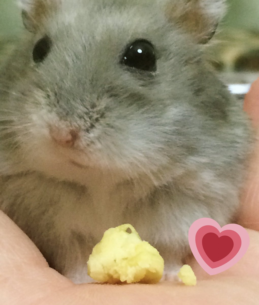 YuuCame's tweet photo. 2018.9.29。

#うーたん🐭が お星様になりました✩⡱

7.19。容態が急変し、もう今日が最期かもしれないと覚悟をする程でした。
それから2ヶ月以上も自由のきかない自力での行動が出来ない身体で���張りました。

変わり果てた身体になっても、元気にご飯を食べる姿が大好きでした。
ありがとう。 https://t.co/PQ6nYhbbdl