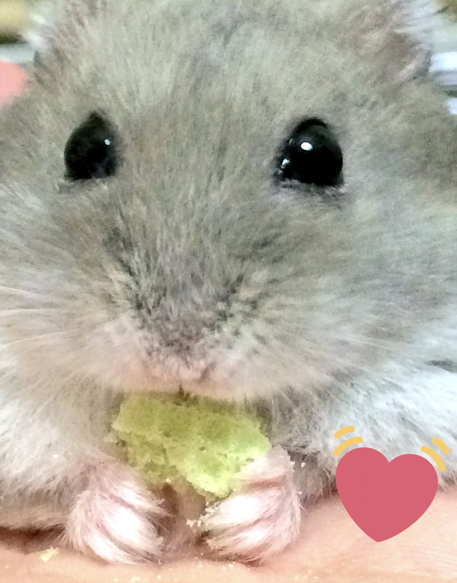 YuuCame's tweet photo. 2018.9.29。

#うーたん🐭が お星様になりました✩⡱

7.19。容態が急変し、もう今日が最期かもしれないと覚悟をする程でした。
それから2ヶ月以上も自由のきかない自力での行動が出来ない身体で���張りました。

変わり果てた身体になっても、元気にご飯を食べる姿が大好きでした。
ありがとう。 https://t.co/PQ6nYhbbdl