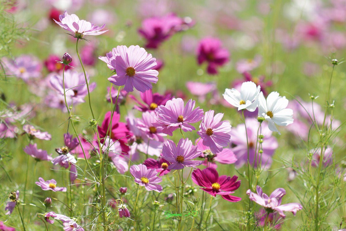 yumemi2288's tweet photo. コスモス

#写真を見るのが好き
#写真を撮るのが好き
#写真好きな人と繋がりたい 
#ファインダー越しの私の世界 https://t.co/Z3LaFy4kqX