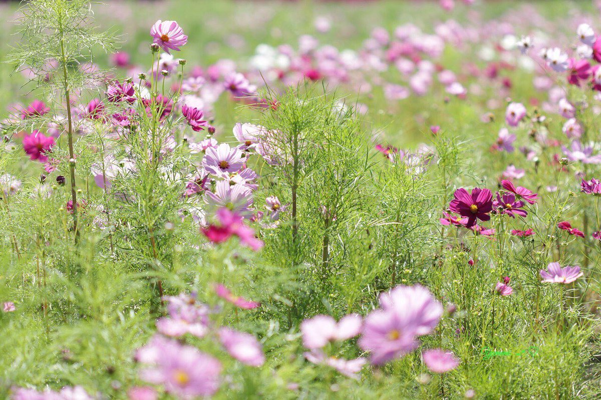 yumemi2288's tweet photo. コスモス

#写真を見るのが好き
#写真を撮るのが好き
#写真好きな人と繋がりたい 
#ファインダー越しの私の世界 https://t.co/Z3LaFy4kqX