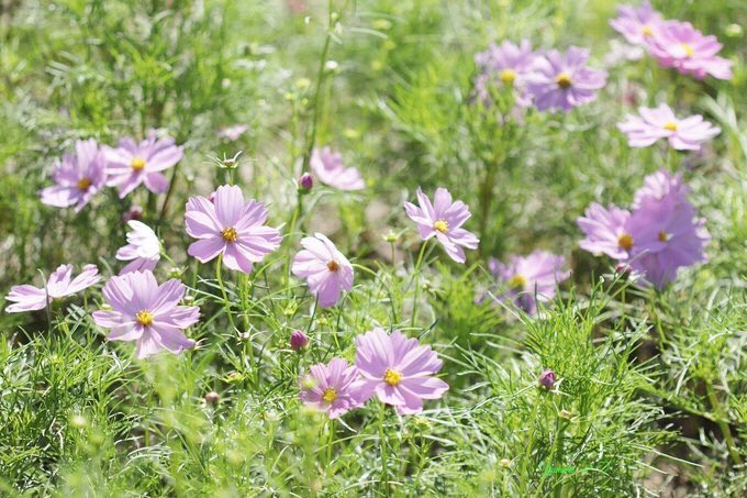 yumemi2288's tweet photo. コスモス

#写真を見るのが好き
#写真を撮るのが好き
#写真好きな人と繋がりたい 
#ファインダー越しの私の世界 https://t.co/Z3LaFy4kqX