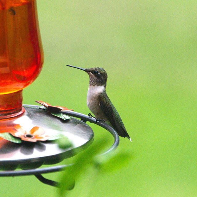 thingsys's tweet photo. At the feeder
#canada #animals #nature #naturephotography #jsphoto #bird #birding #birdingphotography https://t.co/KnRZEktkv9