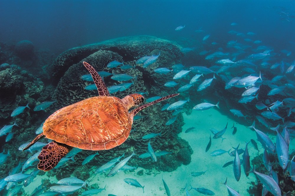 We hope you're enjoying your long weekend just as much as this little guy is enjoying cruising along Ningaloo Reef 🐢 #ningalooreef #turtle #wa
