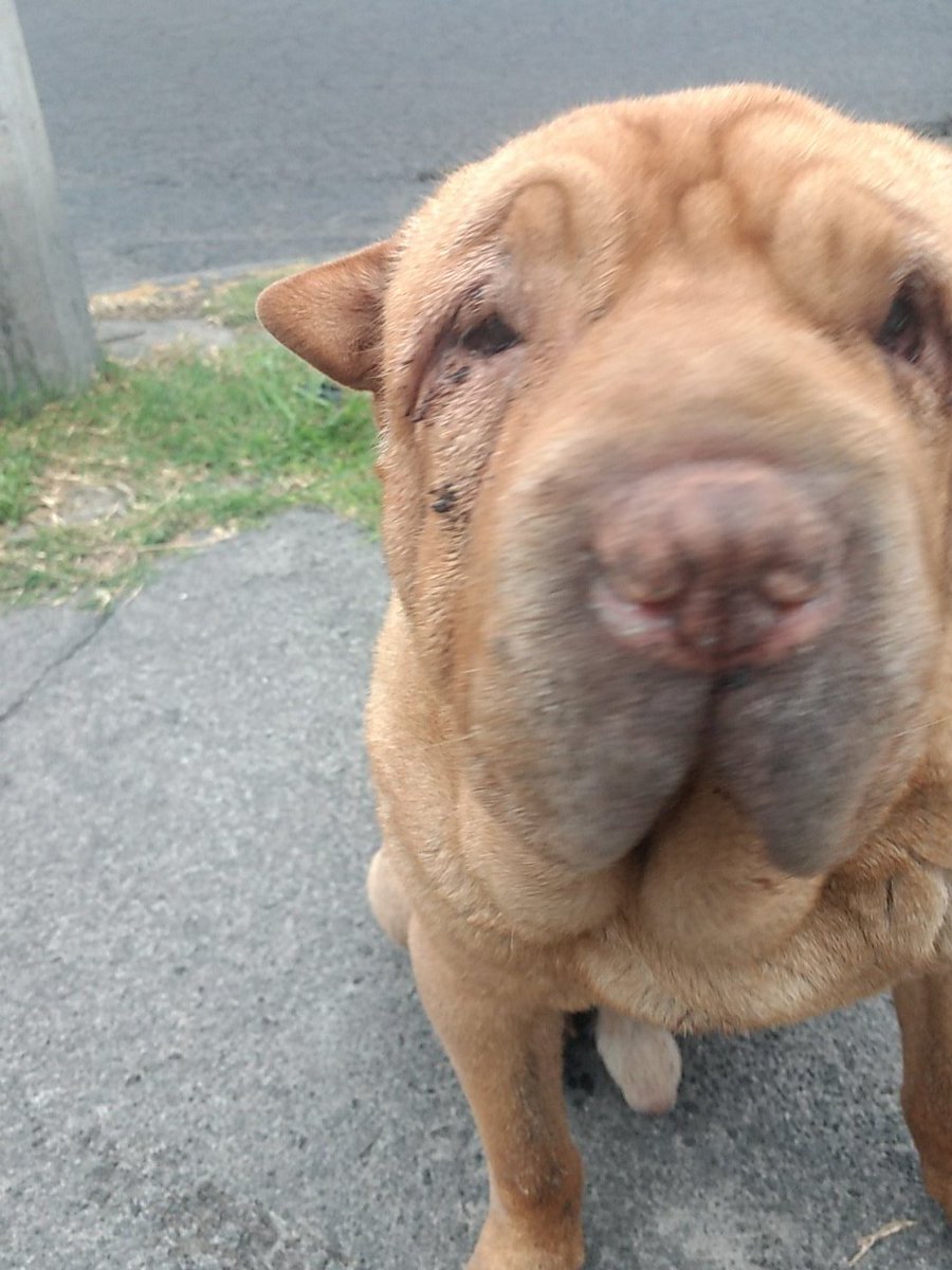 KatsenLula's tweet photo. Perrito anciano e invidente abandonado en #iztapalpa urge su rescate https://t.co/2Z8BzGDE0k